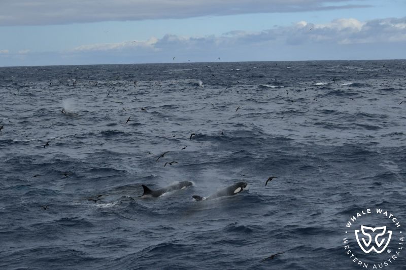 Whale Watch Western Australia