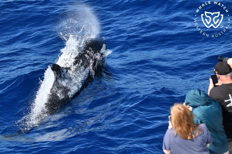 Whale Watch Western Australia