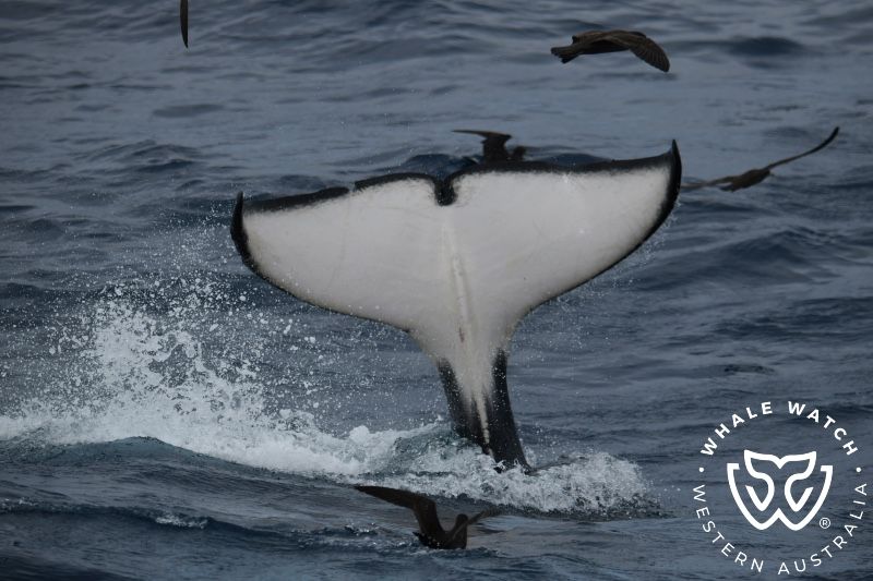Whale Watch Western Australia