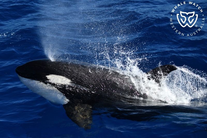 Whale Watch Western Australia