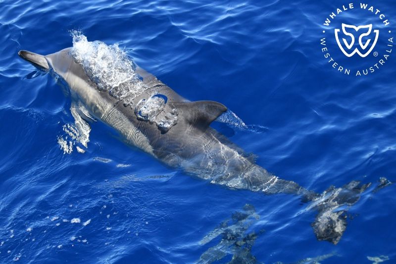 Whale Watch Western Australia