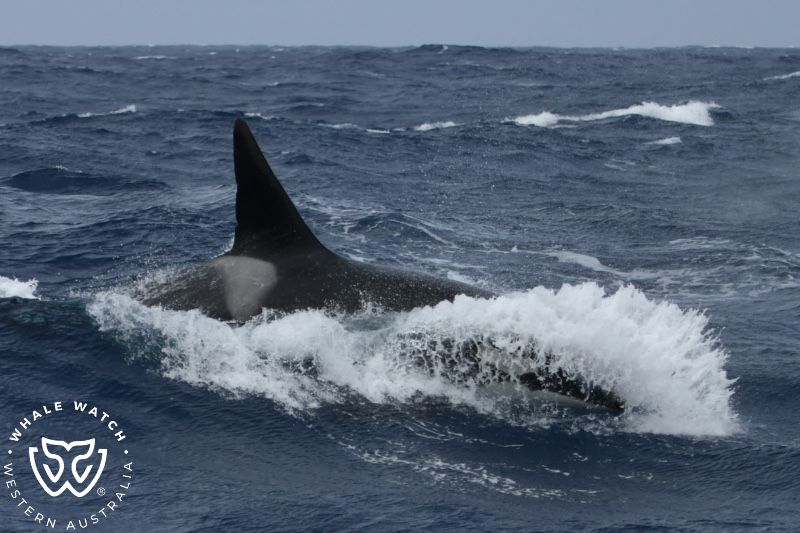Whale Watch Western Australia