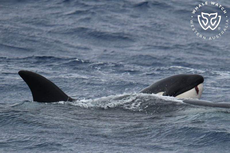 Whale Watch Western Australia