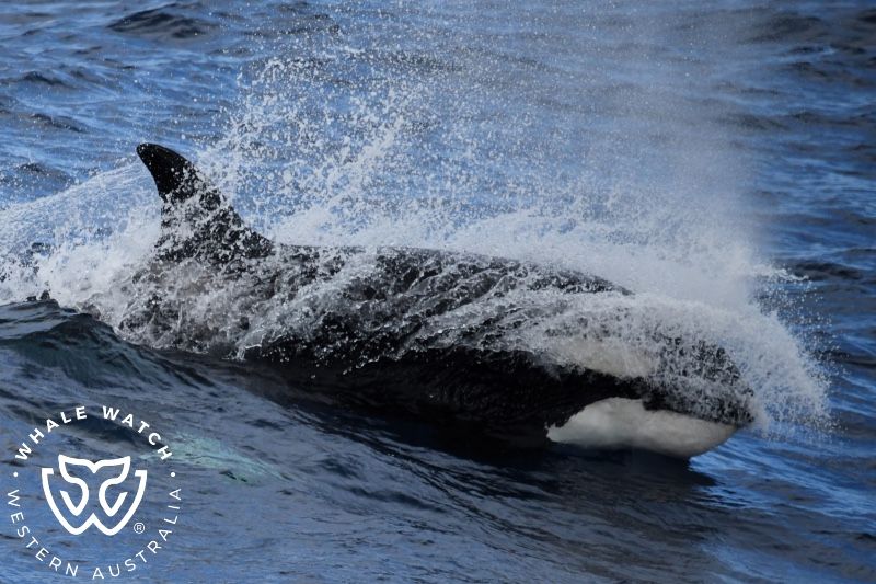 Whale Watch Western Australia