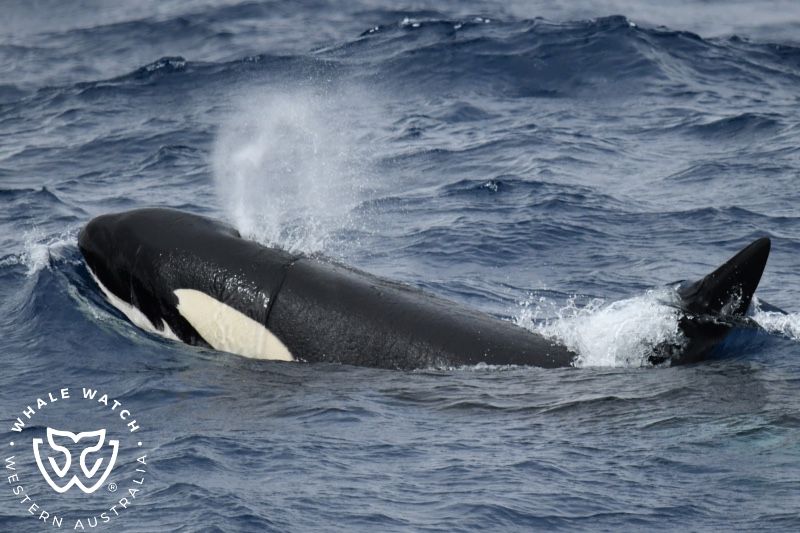 Whale Watch Western Australia