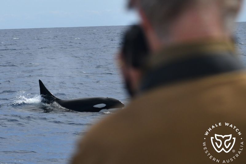 Whale Watch Western Australia