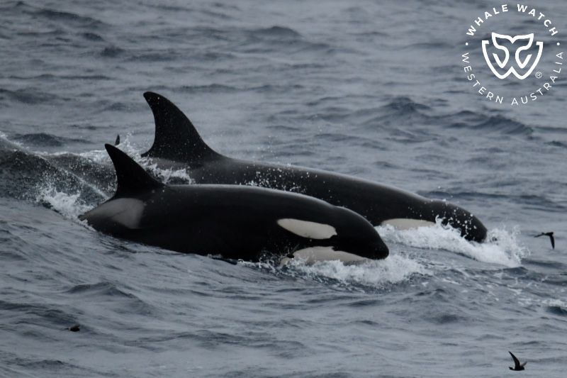 Whale Watch Western Australia