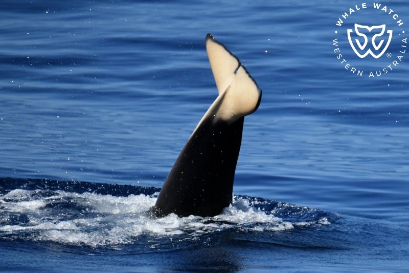 Whale Watch Western Australia