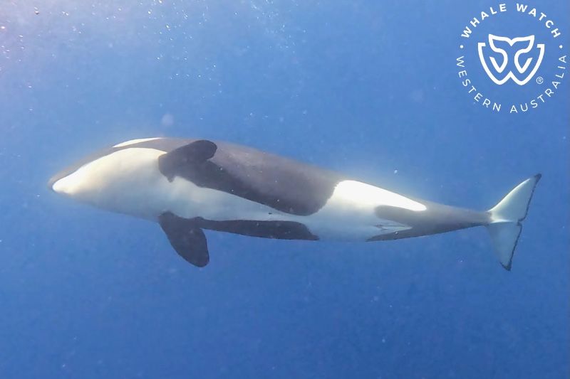 Whale Watch Western Australia