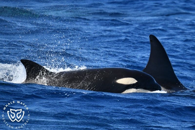 Whale Watch Western Australia