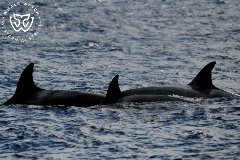 Whale Watch Western Australia