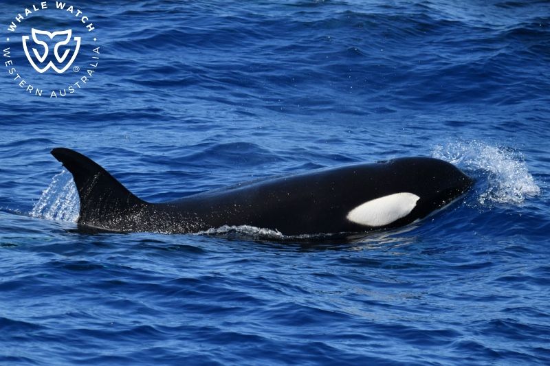 Whale Watch Western Australia