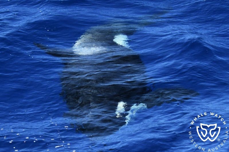 Whale Watch Western Australia