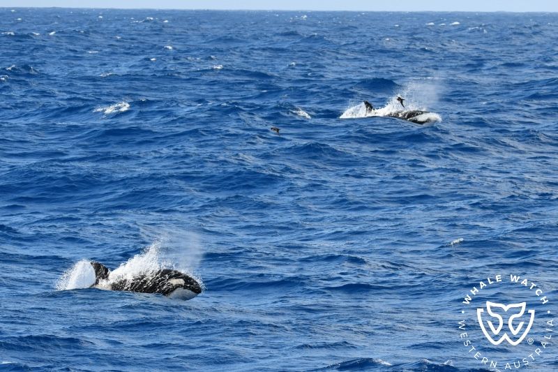 Whale Watch Western Australia