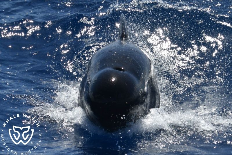 Whale Watch Western Australia