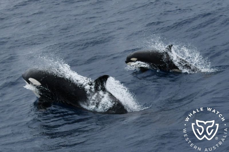 Whale Watch Western Australia