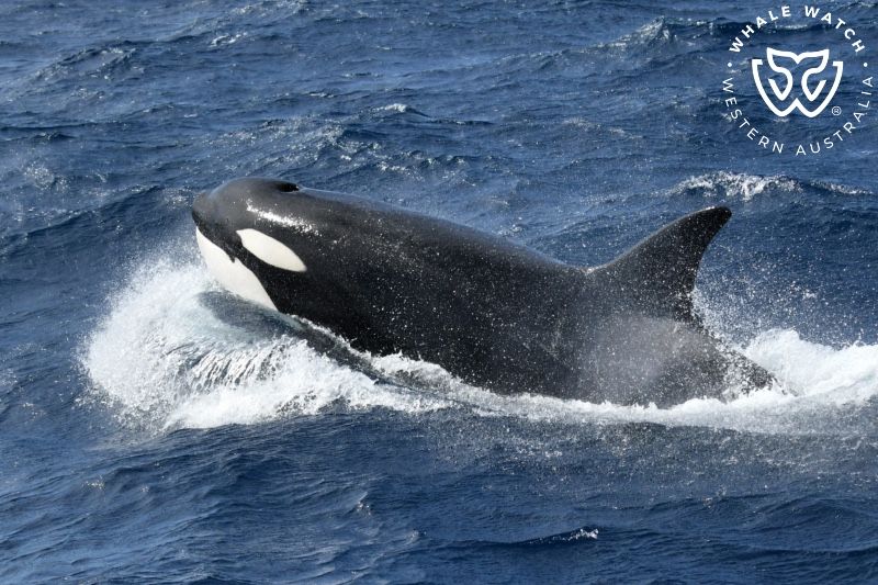 Whale Watch Western Australia