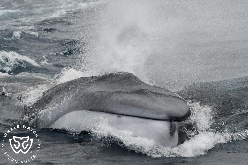 Whale Watch Western Australia