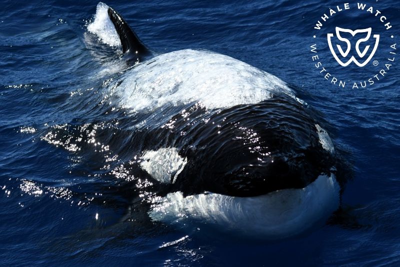 Whale Watch Western Australia