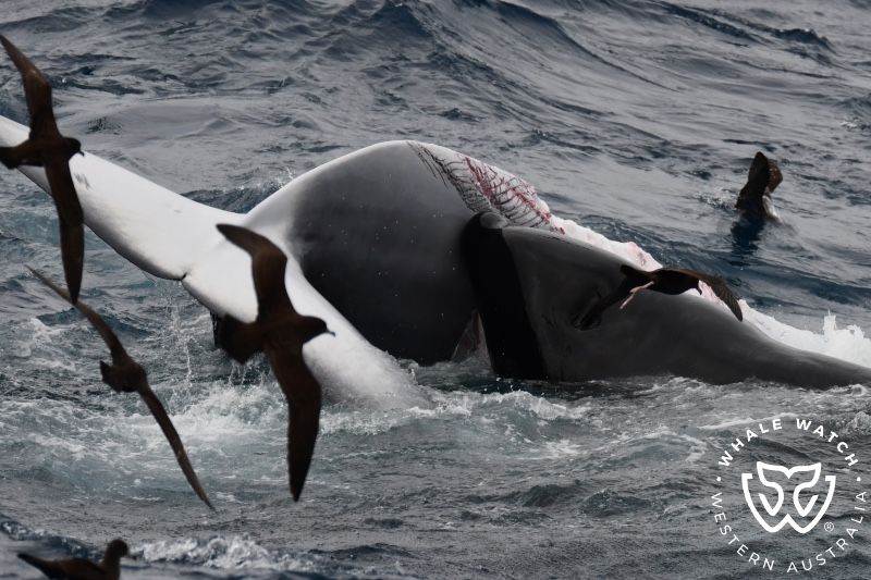 Whale Watch Western Australia