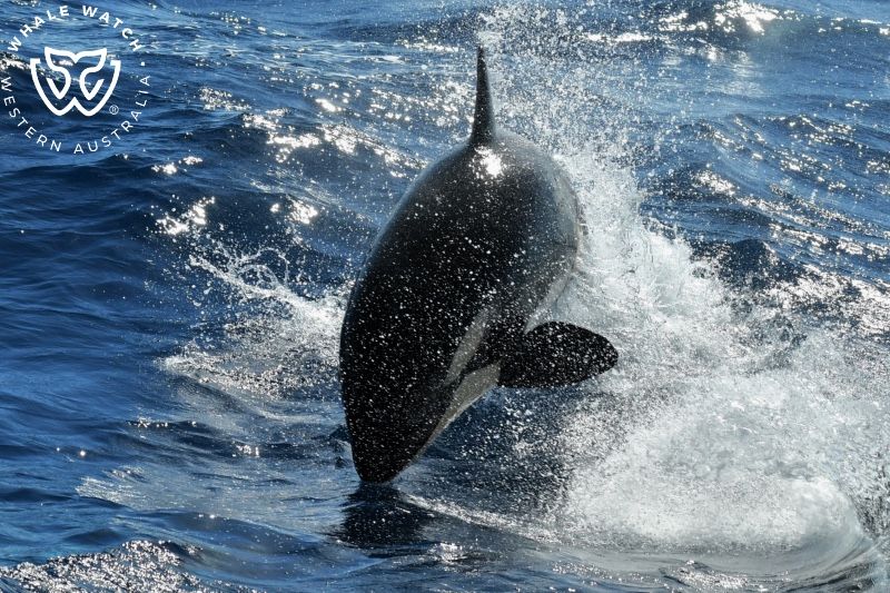 Whale Watch Western Australia