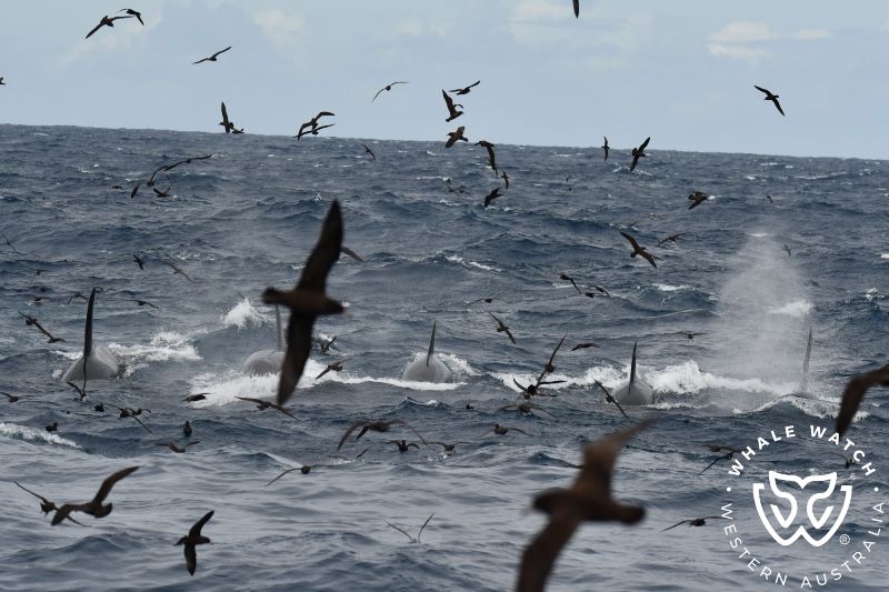 Whale Watch Western Australia