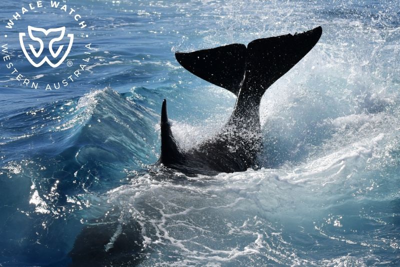 Whale Watch Western Australia