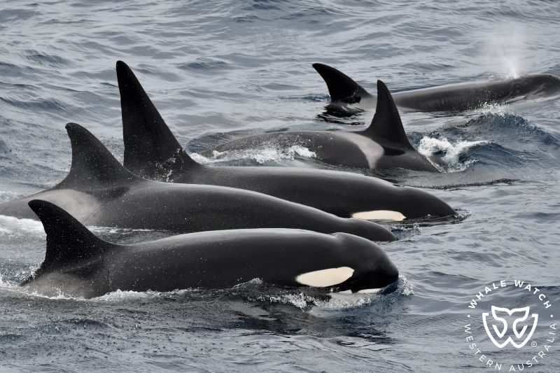 Whale Watch Western Australia