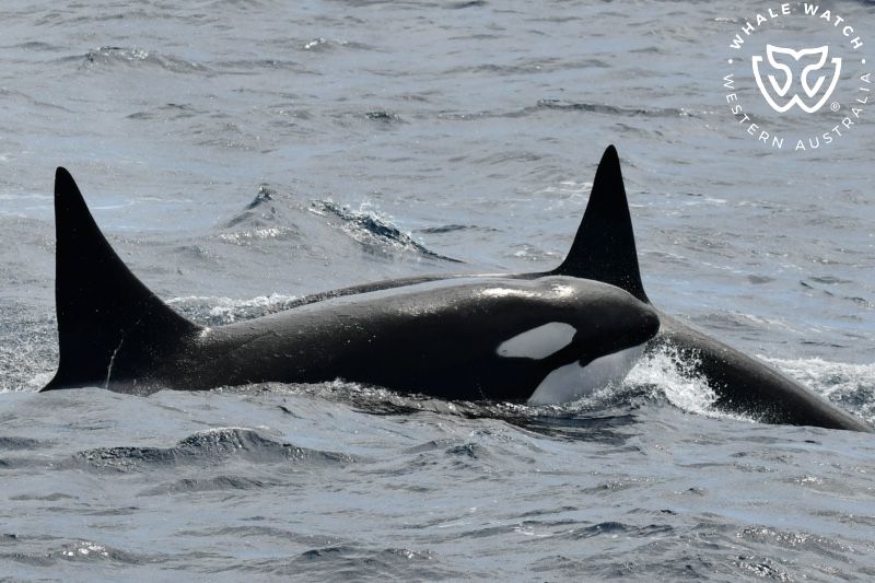Whale Watch Western Australia