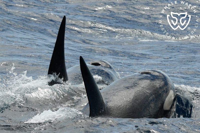 Whale Watch Western Australia