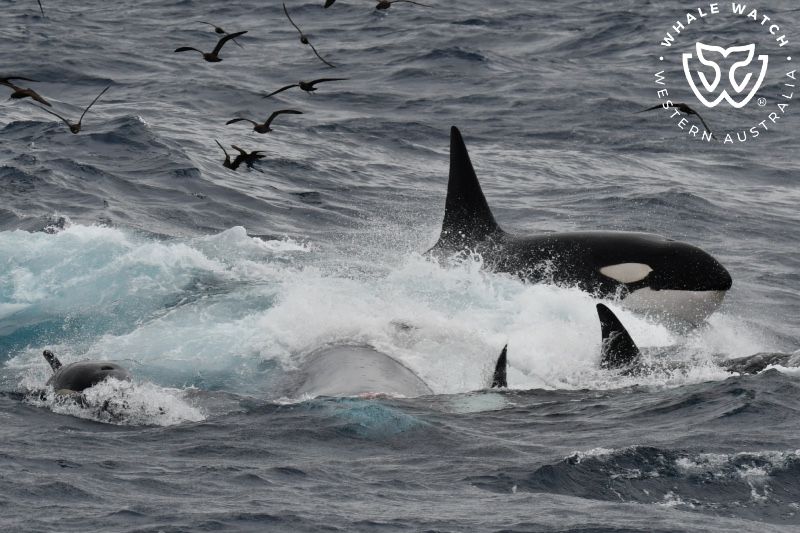 Whale Watch Western Australia
