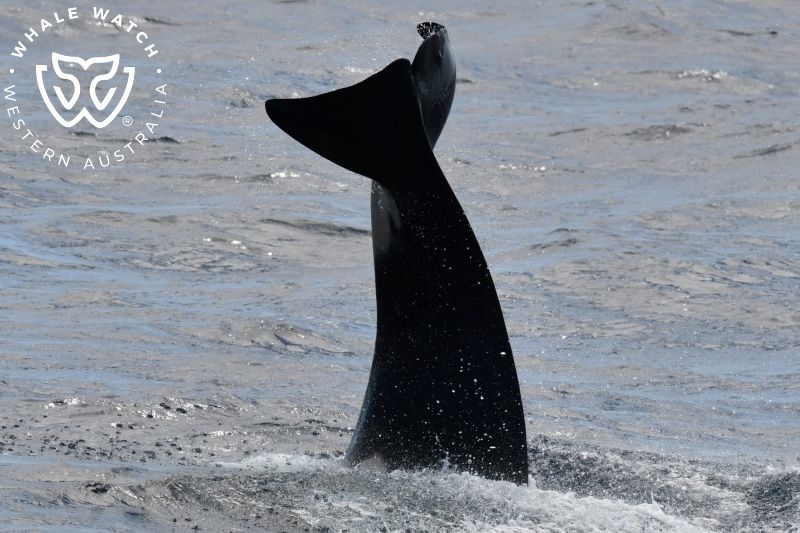 Whale Watch Western Australia