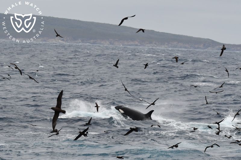 Whale Watch Western Australia