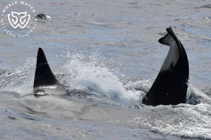 Whale Watch Western Australia