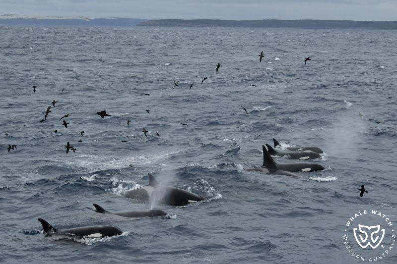 Whale Watch Western Australia