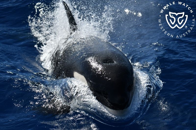 Whale Watch Western Australia