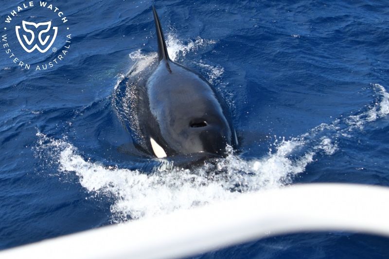 Whale Watch Western Australia