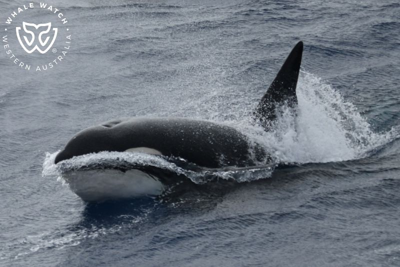 Whale Watch Western Australia