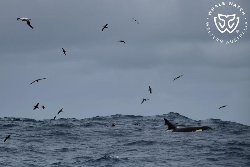 Whale Watch Western Australia
