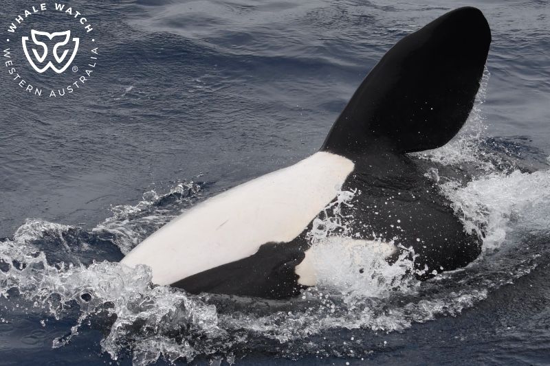 Whale Watch Western Australia