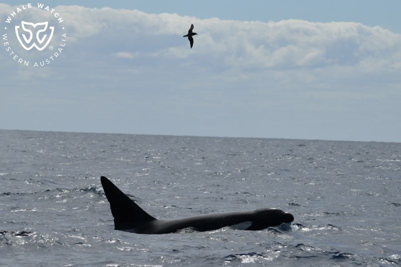 Whale Watch Western Australia