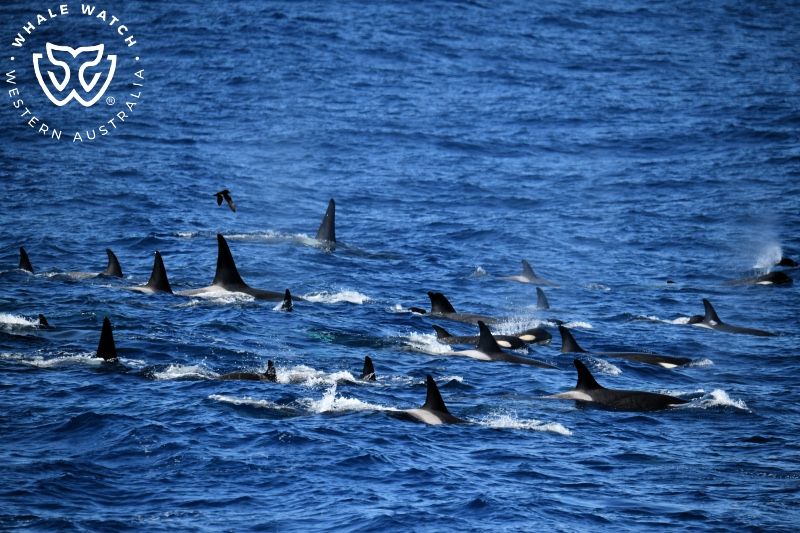 Whale Watch Western Australia