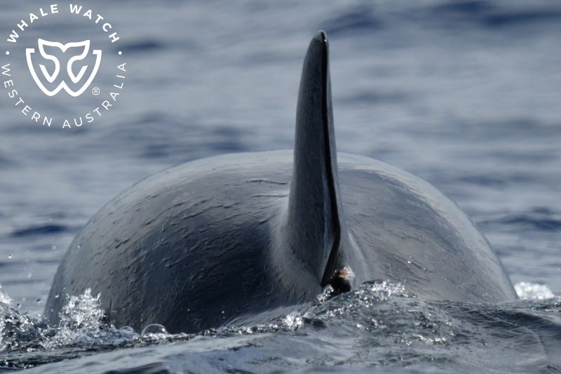 Whale Watch Western Australia