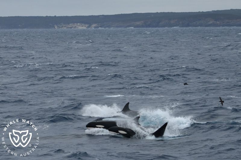 Whale Watch Western Australia