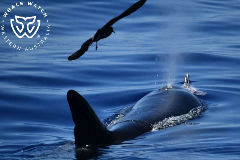 Whale Watch Western Australia