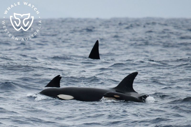 Whale Watch Western Australia