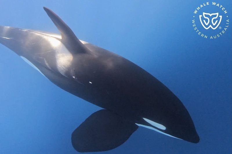 Whale Watch Western Australia