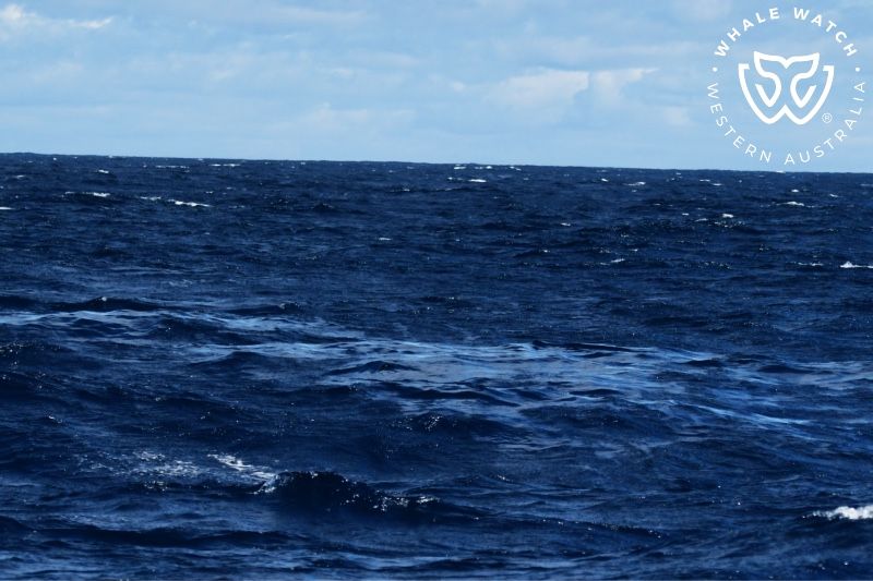 Whale Watch Western Australia