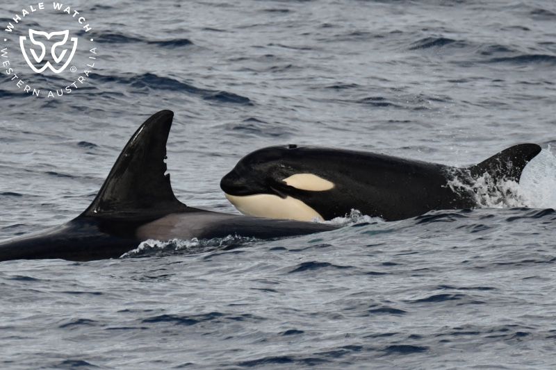 Whale Watch Western Australia
