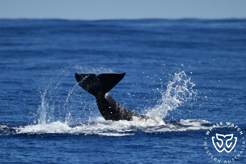 Whale Watch Western Australia